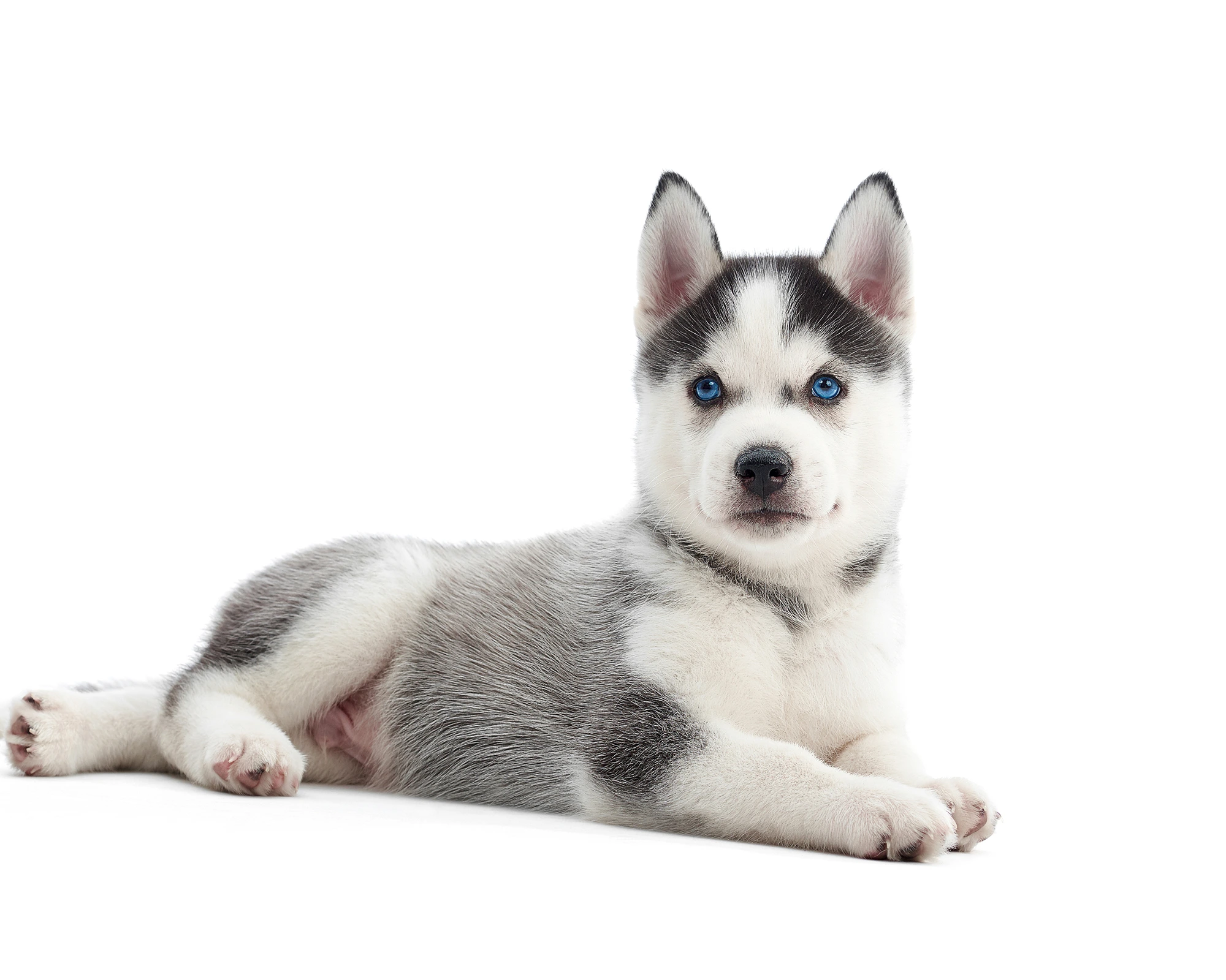 Filhote de Husky