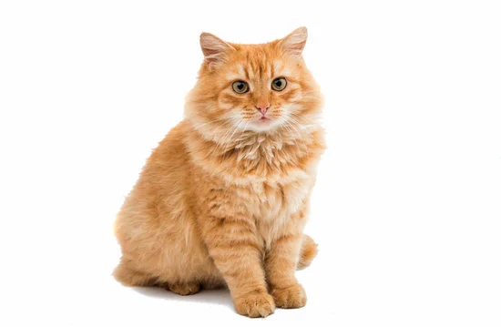 Gatinho