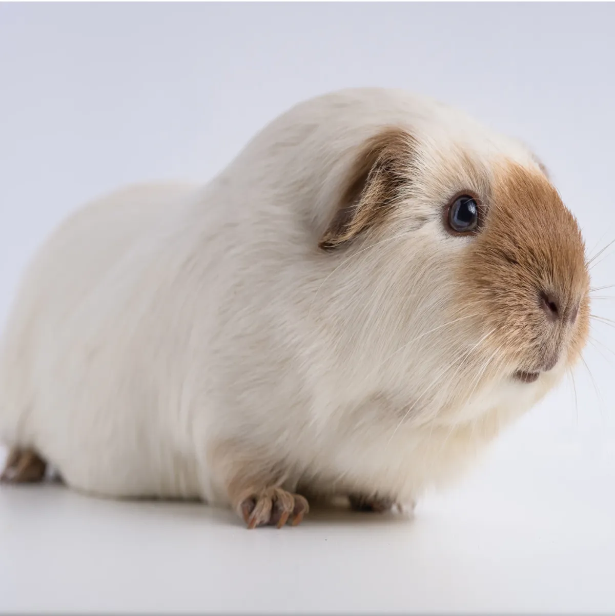 Porquinho-da-índia